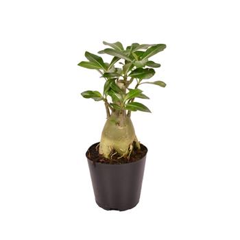Adénium ztloustlé květináč 12cm