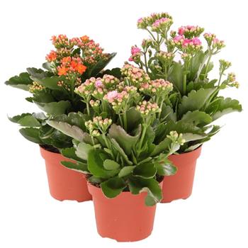 Kolopejka venkovní květináč 12cm