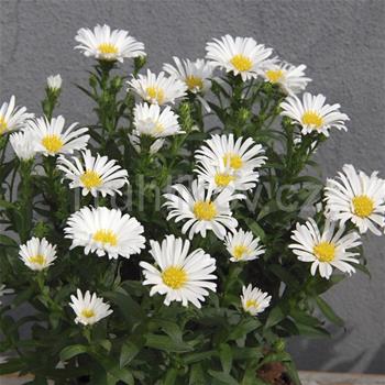 Astra Victoria mix, květináč 11cm