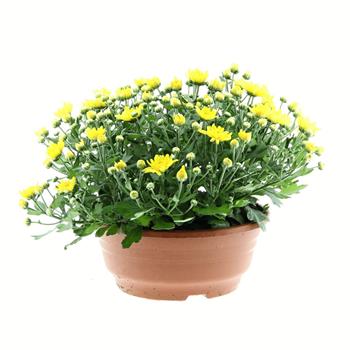 Chryzantéma řízená miska 23cm