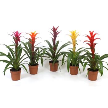 Guzmánie MIX květináč 13cm