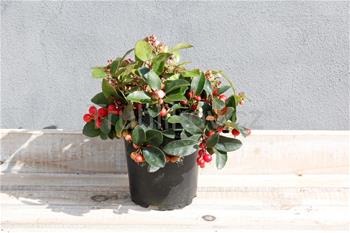 Libavka poléhavá Big Berry květináč 10,5cm