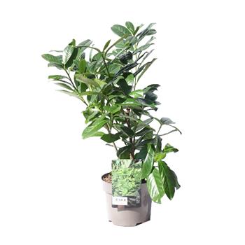 Bobkovišeň lékařská Novita květináč 3 litry, výška 40/60cm, keř