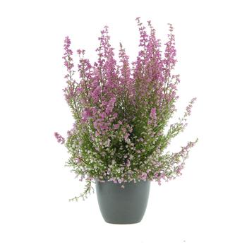 Vřesovec Poppy květináč 12cm