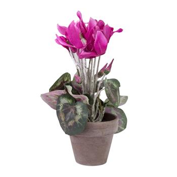 Brambořík umělý hrnkový purpurový