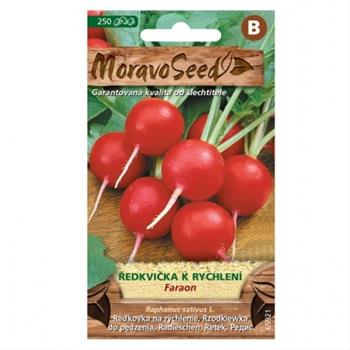 Ředkvička červená FARAON rychlení (MS)