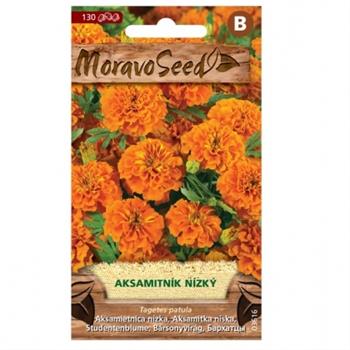 Aksamitník nízký plný oranžový (MS)