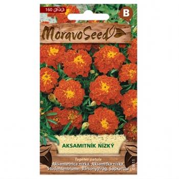 Aksamitník nízký plný červenohnědý (MS)