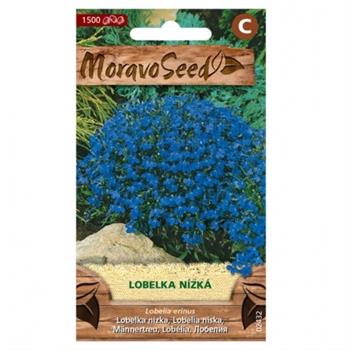 Lobelka modrá (MS)
