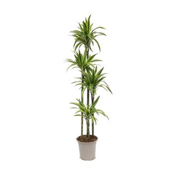 Dračinec Lemon Lime výšky kmínku 120-90-60-30cm, květináč 27cm