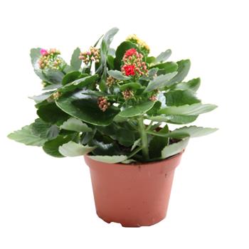 Kolopejka mix květináč 15cm