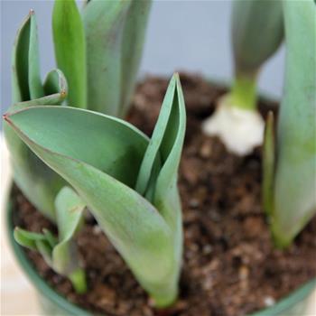 Tulipány mix barev 13cm