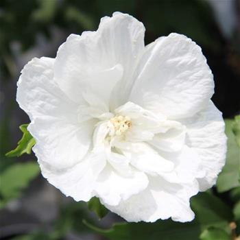 Ibišek syrský White Chiffon květináč 10 litrů