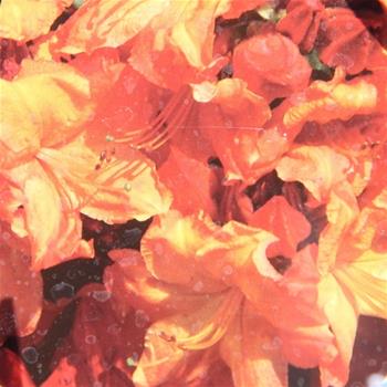 Azalka (KH) Glowing Embers květináč 5 litrů, výška 40/50cm, keř