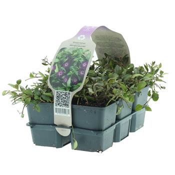 Barvínek menší 'Atropurpurea' 6pack