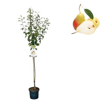 Hrušeň Clappova květináč 6 litrů, výška 150/175cm, letní, CIZOSPRAŠNÁ