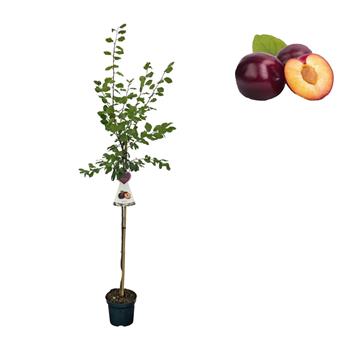 Slivoň Jubileum výška 150/175cm, květináč 6 litrů