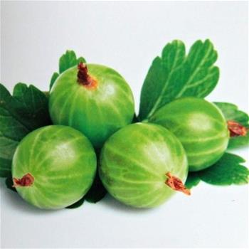 Angrešt Hinnonmekei Green květináč 5 litrů, keř, bílý