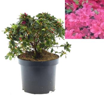 Azalka japonská Anne Frank výška 20/25cm, 2,5 litru