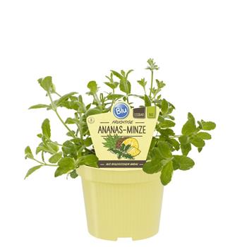 Máta ananasová Variegata BIO květináč 12cm