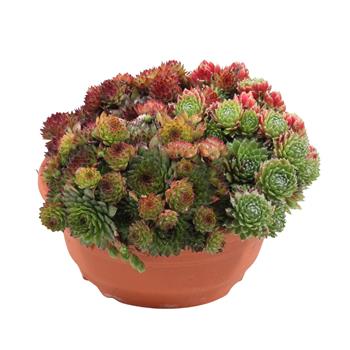 Skalničkový mix, miska 19cm