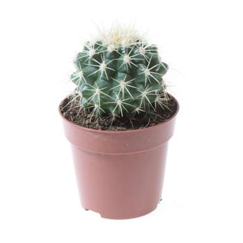 Echinokaktus Grusonův květináč 5,5cm