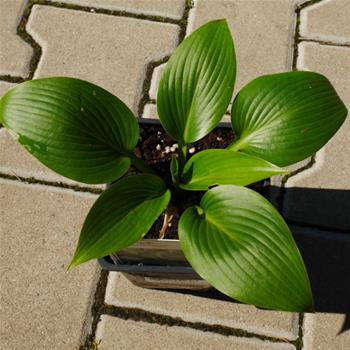 Bohyška Devon Green 11cm