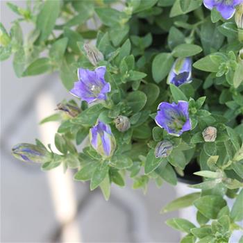 Hořec Diana Blue 11cm