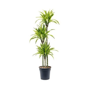 Dračinec Lemon Lime výšky kmínku 90-60-30cm, výška 150cm, květináč 24cm