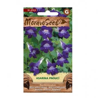 Asarina scandens fialová (MS)