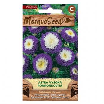 Astra čínská POMPON vysoká fialová (MS)