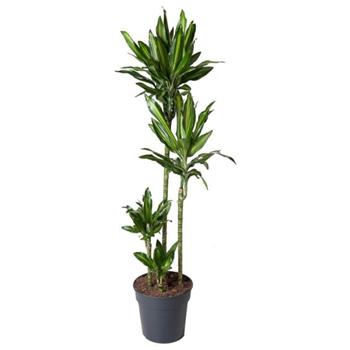 Dračinec Cintho květináč 32cm, výška 150cm