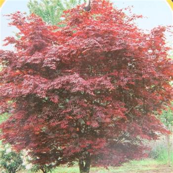Javor dlanitolistý Bloodgood výška 150/175cm, květináč 70 litrů