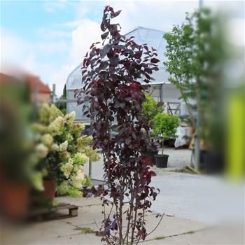 Slivoň myrobalán Pissardii Nigra květináč 12 litrů, výška 150/175cm, keř