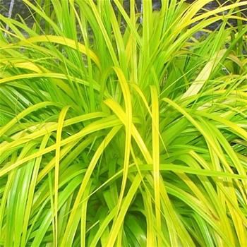 Carex oshimensis Everillo