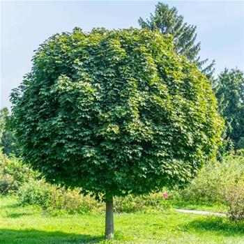 Javor mléč Globosum květináč 20 litrů, kmínek 180cm, strom