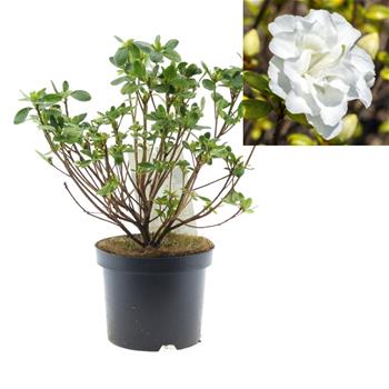 Azalka japonská Schneeperle květináč 2,5 litru, výška 20/30cm, keř