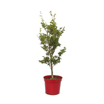Buk lesní Cockleshell výška 50/60cm, květináč 5 litrů
