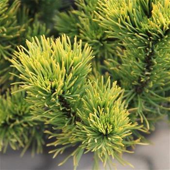 Borovice kleč Carstens Wintergold kmínek, květináč 5 litrů