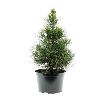 Borovice lesní Globosa Viridis výška 30/+cm, květináč 5 litrů