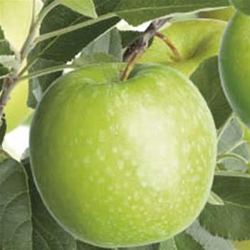 Jabloň Granny Smith květináč 5 litrů, balkonová, zákrsek, zimní, CIZOSPRAŠNÁ