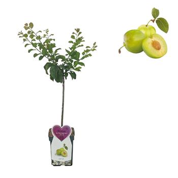 Slivoň Zelená renklóda květináč 5 litrů, patio, zákrsek, CIZOSPRAŠNÁ