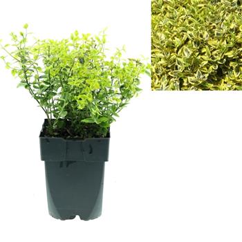 Brslen Fortunův Emerald´n Gold květináč 2,5 litru, výška 20/30cm, keř