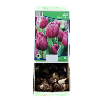 Tulipán Purple Prince 10ks