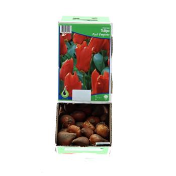 Tulipán Red Emperor 10ks