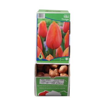 Tulipán Dordogne 10ks
