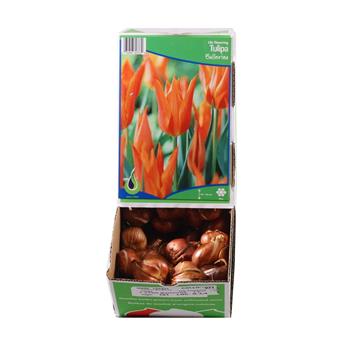 Tulipán Ballerina 10ks