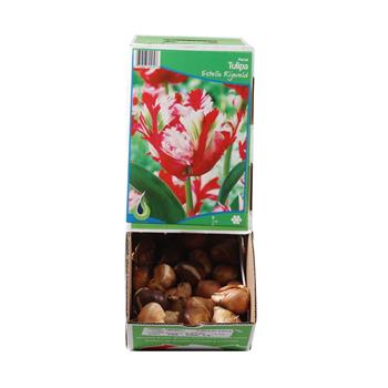 Tulipán Estella Rijnveld 10ks