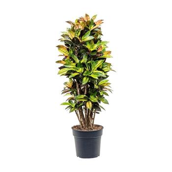 Kroton Iceton výška 130cm, květináč 31cm, větvený