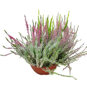 Vřes obecný Quattro miska 23cm